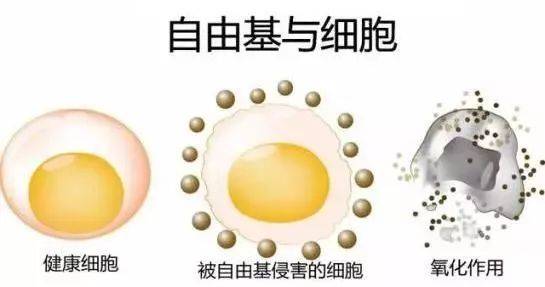 硒語(yǔ) | 美國(guó)華裔專(zhuān)家揭曉新病毒與自由基的關(guān)系！