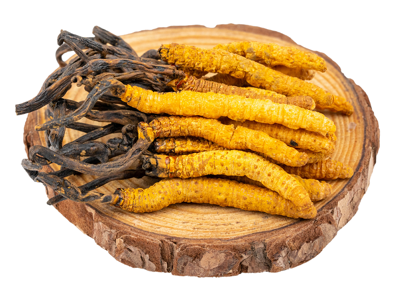 聽說蝙蝠蛾擬青霉與冬蟲夏草有關(guān)？是真的嗎