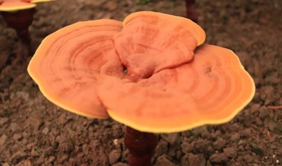 未破壁的靈芝孢子粉有什么危害？