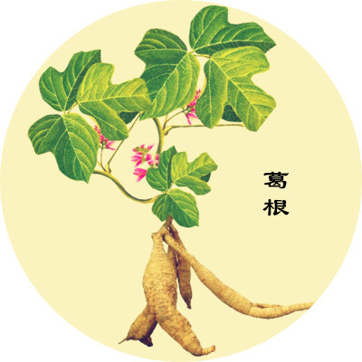 葛根能降糖是真的嗎？